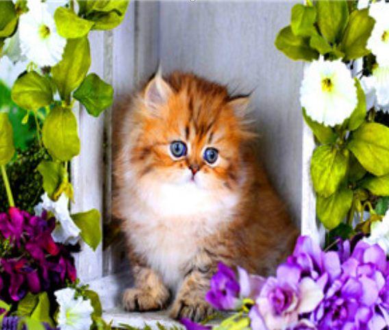 Картина по номерам Josef Otten Животные Котенок 40х50 см в термопакете (8387RSB_O-mt)