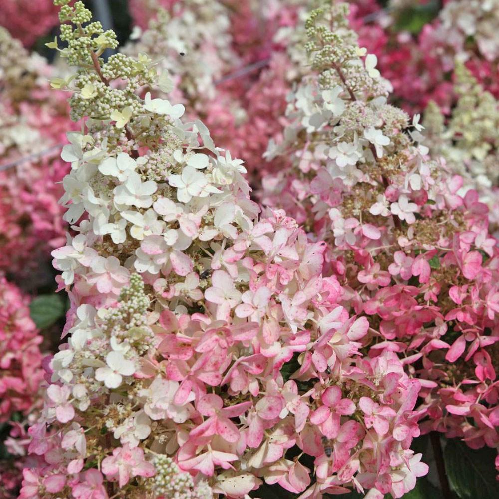 Саженец гортензии метельчатой Hydrangea paniculata Candlelight Р9 (1439072913) - фото 2