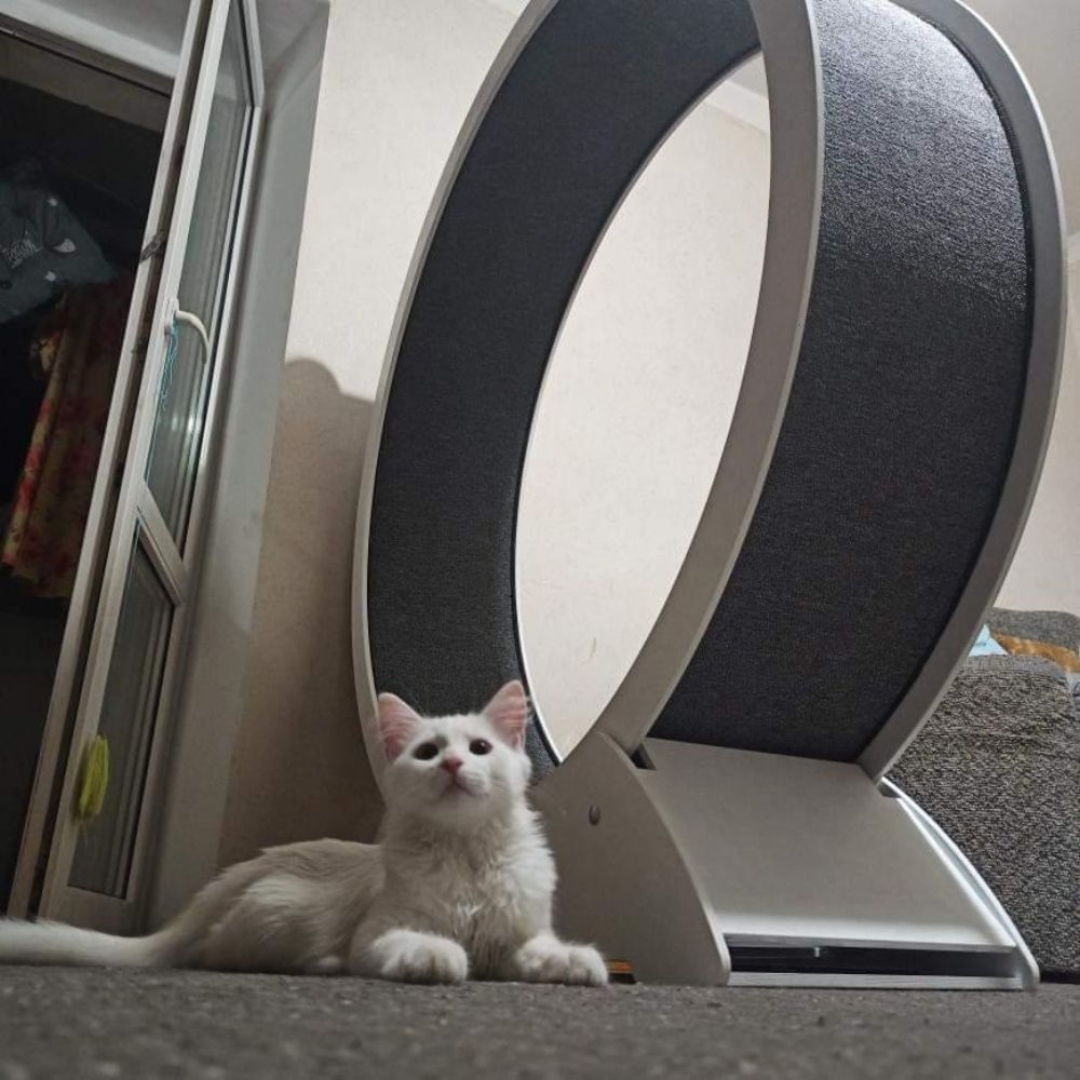 Колесо бігове для котів М Білий - фото 8 Колесо бігове для котів М Білий - фото 8