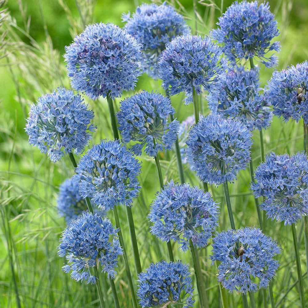 Цибуля декоративна Caeruleum 5 шт. - фото 4