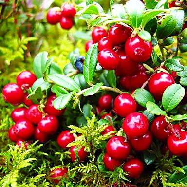 Саджанець журавлини Бергман середня Р9 (644501296) Саджанець журавлини Бергман середня Р9 (644501296)