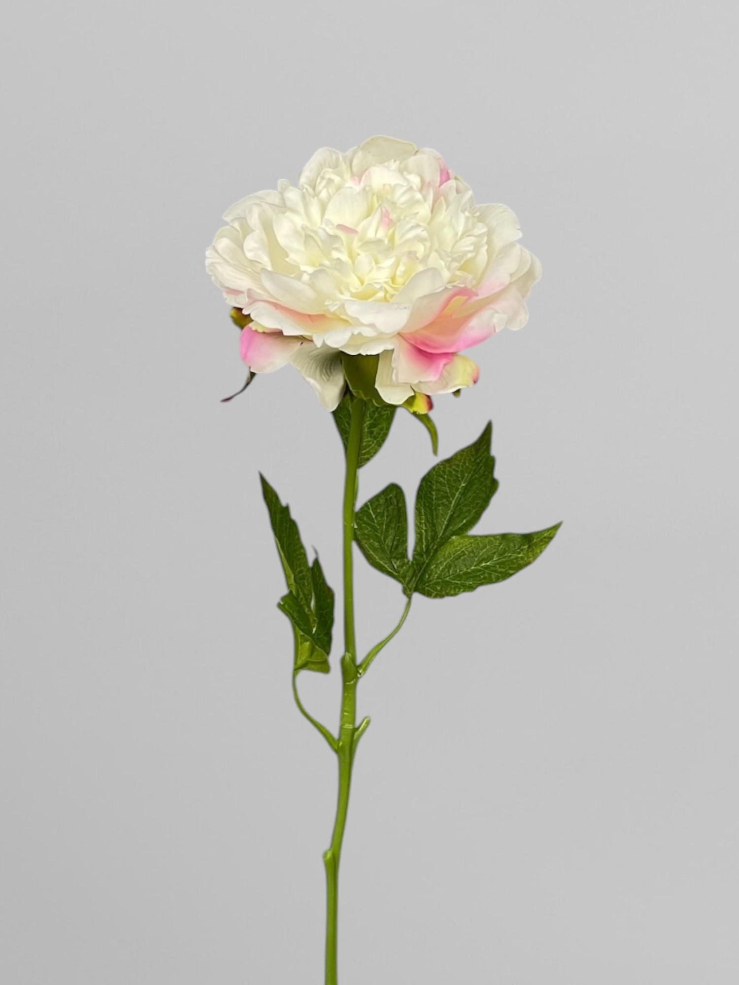 Искусственный махровый пион для флористических композиций 59 см Бело-розовый (К05011)