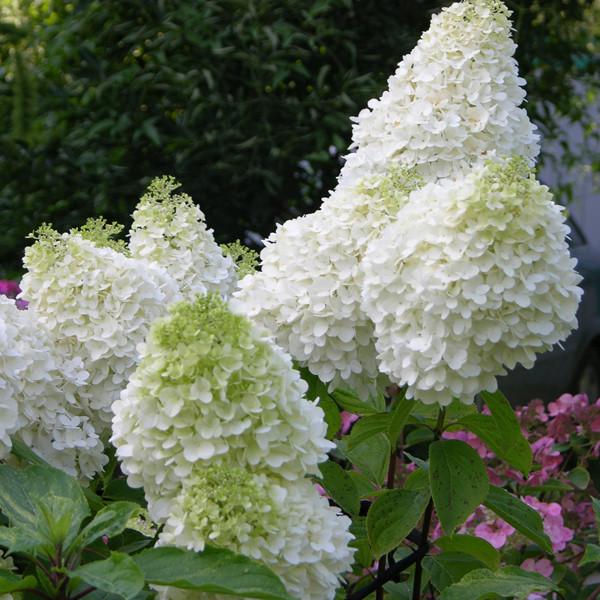 Саженец гортензии метельчатой Hydrangea paniculata Candlelight Р9 (1439072913) - фото 1