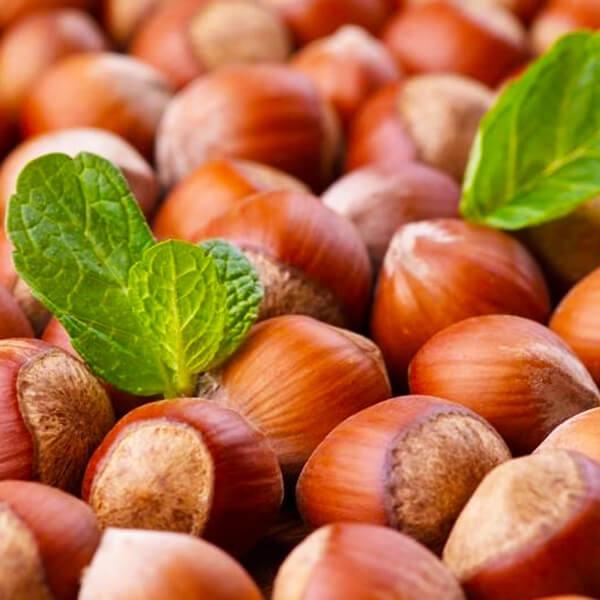 Саженцы фундука Пирожок средний/крупноплодный/урожайный (637496526)