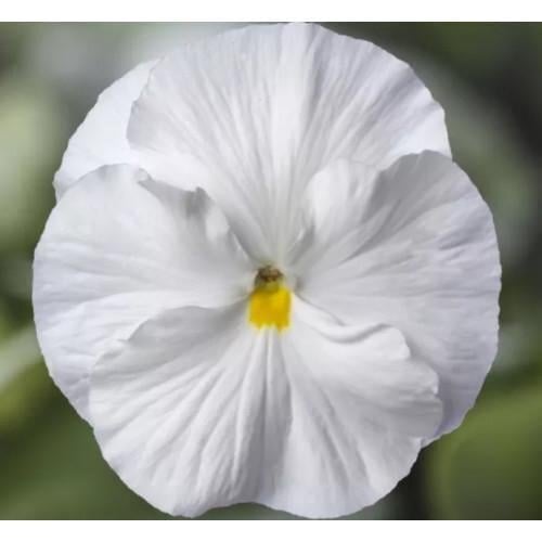 Семена цветов Виола Виттрока Syngenta Delta F1 Speedy Clear White 100 шт. (BN13207-3)