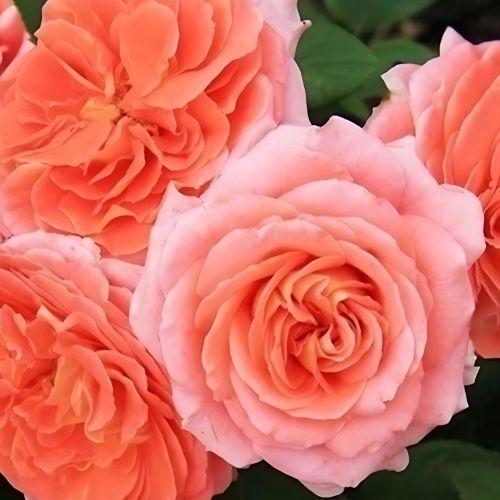 Саженцы роз Мами Дитье привитый 2-летний (7497)
