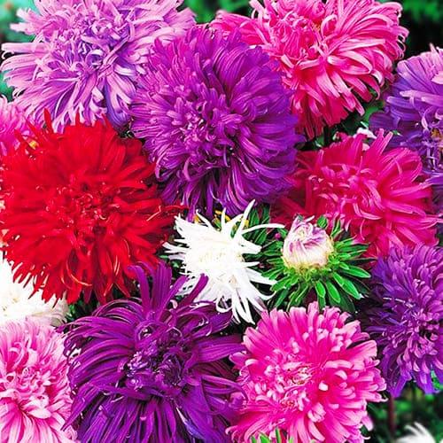 Семена Астра Florium Страусиное Перо смесь (6072)