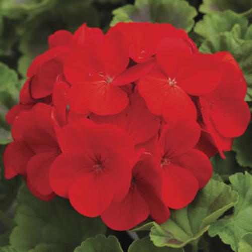Семена цветов Syngenta Пеларгония Ringo 2000 Deep Red 5 шт. (BN01673-4)