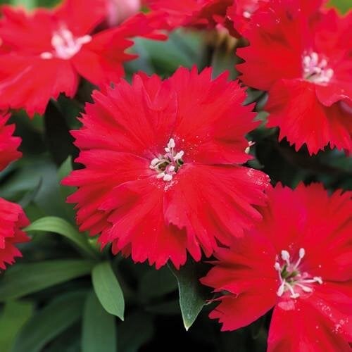 Семена цветов Гвоздика китайская Divinity scarlet HemGenetics 250 шт. (BN13099-2)
