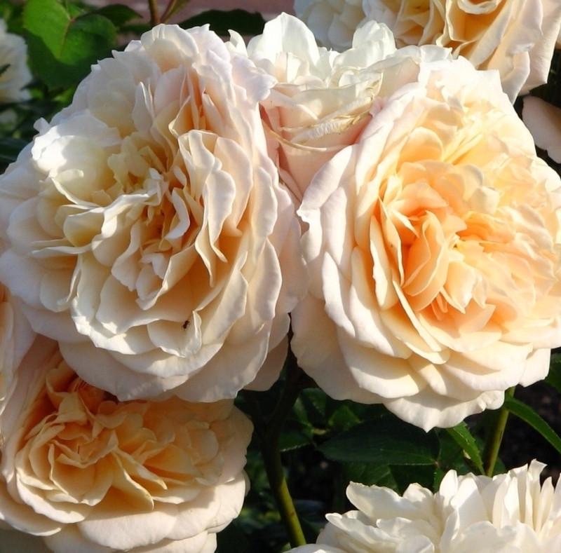 Роза Excalibur Флорибунда в контейнере (2669458411)