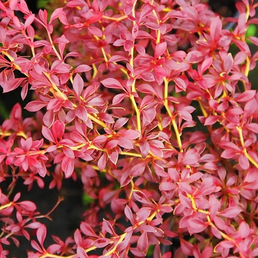 Саженец барбариса Тунберга Orange Dream Р9 (855956488)