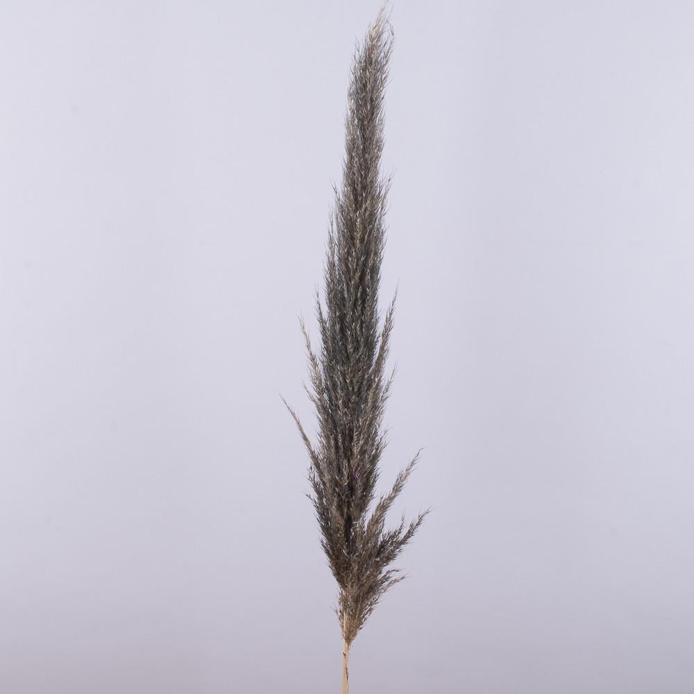 Сухоцвет трава Пампасная (5139-5)