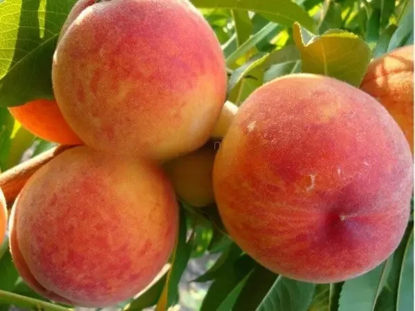 Саджанець персика Вайн Голд Т3 (2833321414)