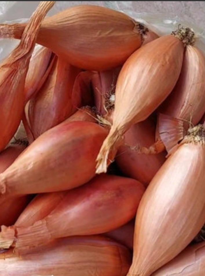 Лук-кустовик для осенней посадки (19) Лук-кустовик для осенней посадки (19)