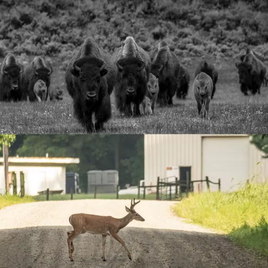 Камера-фотоловушка Suntek HC-950Pro 4G с двумя объективами и ночным видением 940nm 4K (26607244) - фото 4 Камера-фотоловушка Suntek HC-950Pro 4G с двумя объективами и ночным видением 940nm 4K (26607244) - фото 4