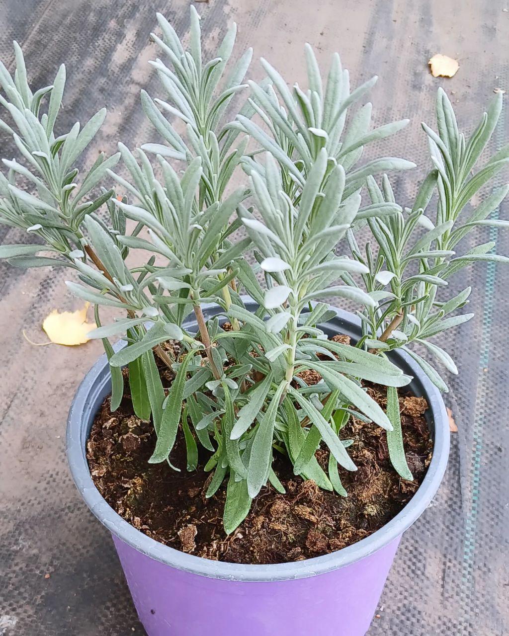 Рослина Lavandula hybrida Лавандин - фото 4