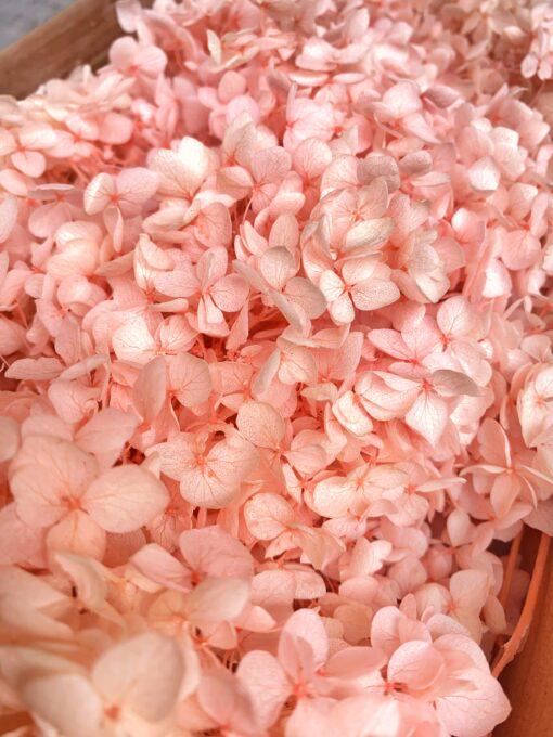 Стабілізована гортензія 5 г Персиковий