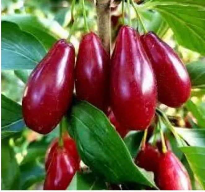 Саджанець кизила 60 см (7608) - фото 4 Саджанець кизила 60 см (7608) - фото 4