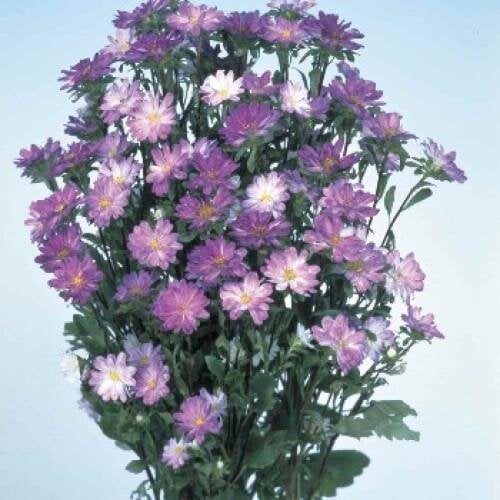 Семена цветов Астра Serenade Blue Tipped White Sakata 500 шт. (BN06555-2)