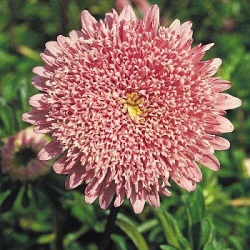 Семена цветов Астра Benarys Princess Salmon Rose Benary 25 шт. (BN00505-4)