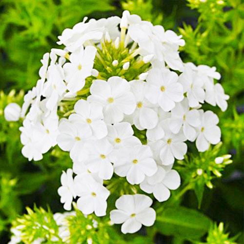 Флокс White Clouds Florium Флокс White Clouds Florium