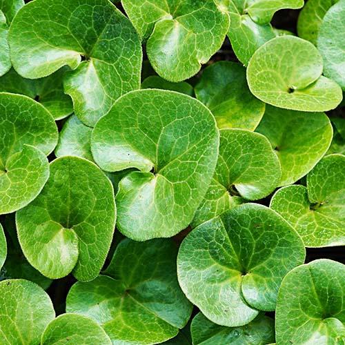 Копытень Florium европейский (15668)