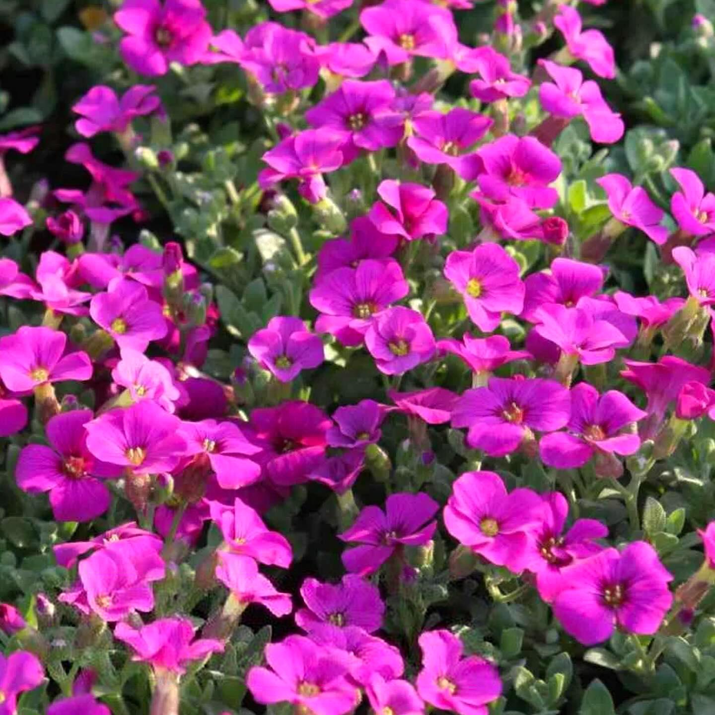 Саженец Обриета гибридная Дублет Розе Aubrieta hybrida Dublette Rose 1 шт.