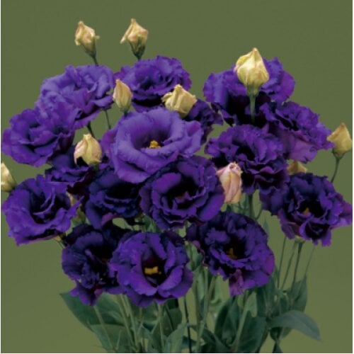 Семена цветов Эустома Лизиантус Corelli 3 Blue Takii 50 шт. (BN08821-3)