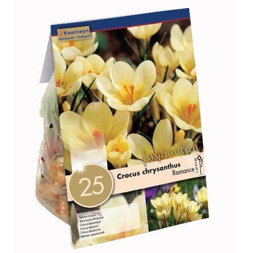 Крокус Florium KAPITEYN Romance (15368)
