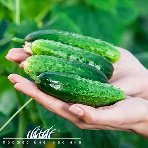 Насіння Огірок Florium Євро Пік F1 (11699)