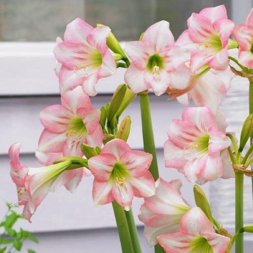 Амариліс Florium Pink Rascal (10268) - фото 2 Амариліс Florium Pink Rascal (10268) - фото 2