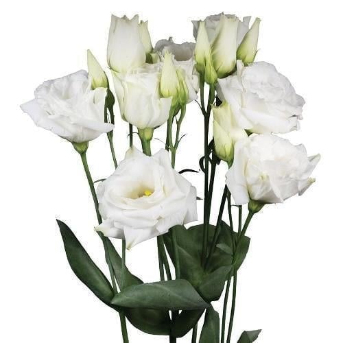 Семена цветов Эустома Лизиантус Aube 4 Pure White Sakata 1000 шт. (BN12475)