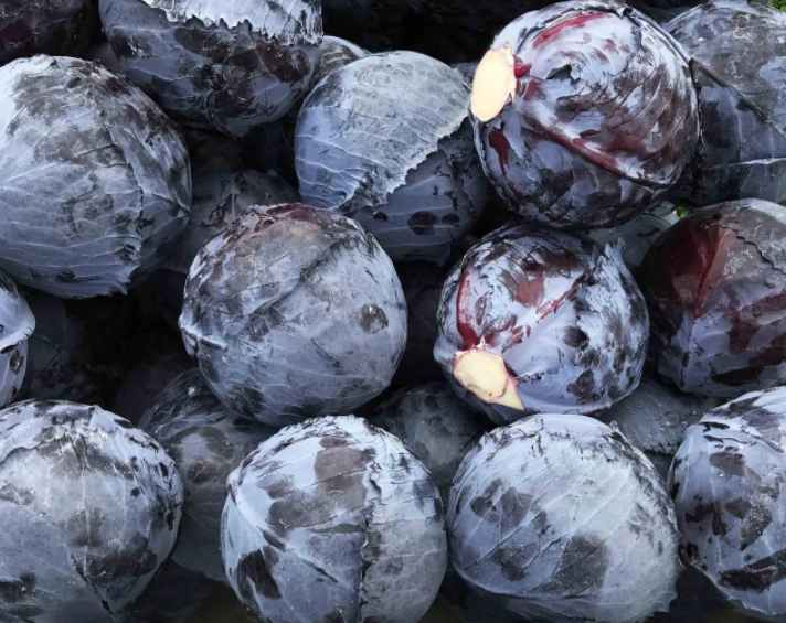 Семена Капуста Краснокочанная Ред Харизма RZ F1 ТД Гекса-Украина 01-07-015 2500 шт. (IR002681)