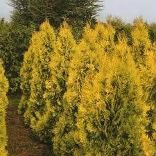Саженцы туи западной Thuja occidentalis Голден Брабант в горшке 0,5 л - фото 2 Саженцы туи западной Thuja occidentalis Голден Брабант в горшке 0,5 л - фото 2