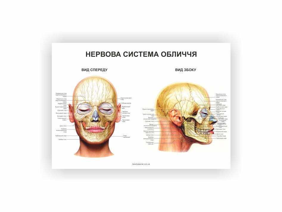 Плакат Vivay Нервная система лица 60х40 см (23266572)