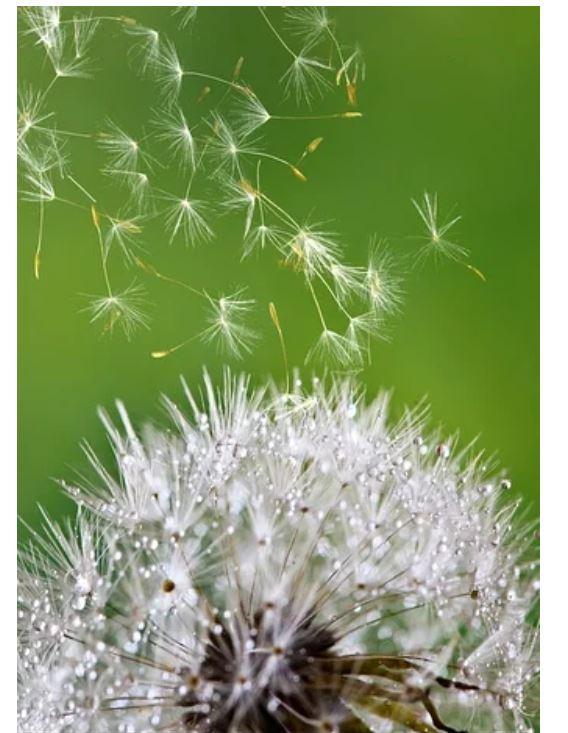 Обогреватель-картина Shine EK-51 Одуванчики 026 250 W инфракрасный настенный 106х60 см (1342556174)