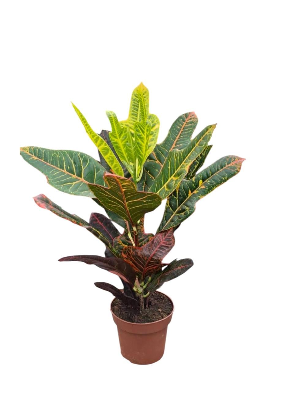 Кротон Экселент (32520566)