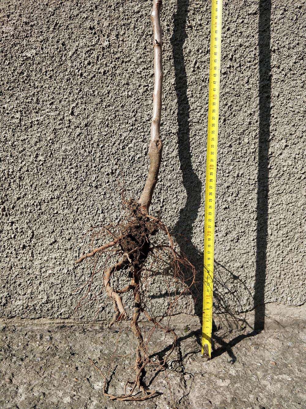 Мигдаль сорт Вікторія 1-річний (14896121) - фото 3