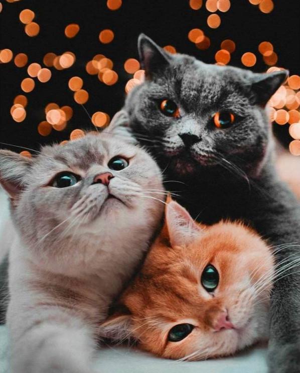 Алмазная мозаика ColorArt Трио котиков ST484 30х40 см