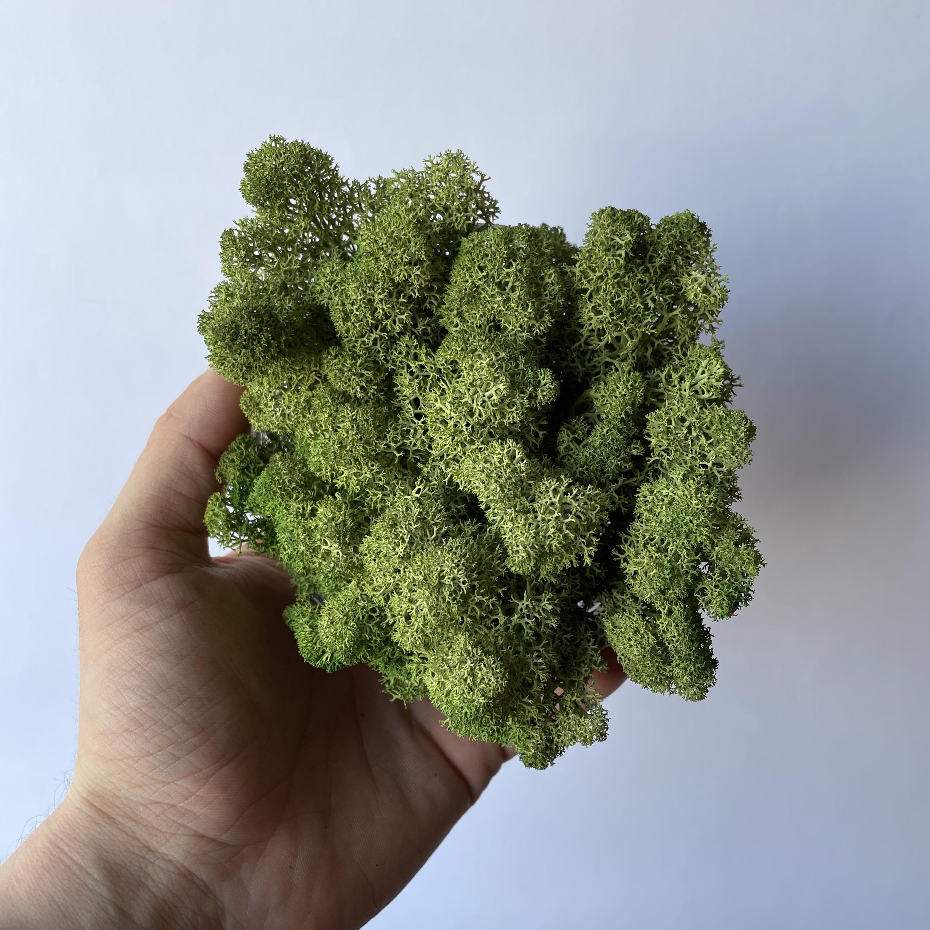 Стабілізований мох норвезький ягель 2 кг Зелений дуб (27323056) - фото 4 Стабілізований мох норвезький ягель 2 кг Зелений дуб (27323056) - фото 4