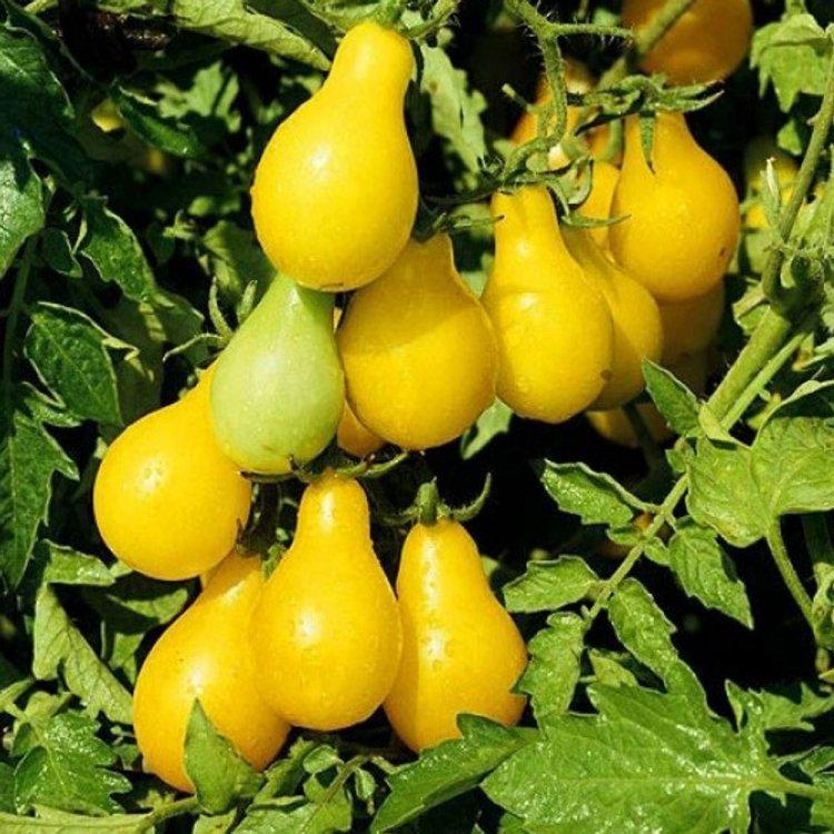 Семена томата Золотая груша среднеспелый 50 шт. (40060)