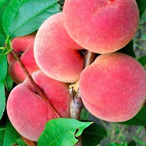 Сажанец Персик Лесостепной летний сорт/среднего срока созревания (178404)