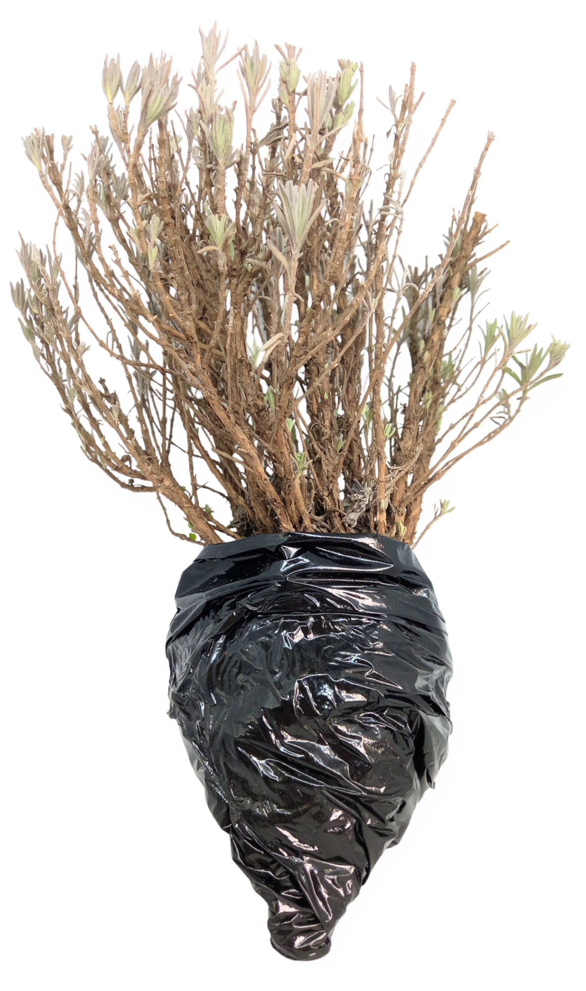 Куст лаванды на посадку Хемус двухлетний морозостойкий двухлетний Куст лаванды на посадку Хемус двухлетний морозостойкий двухлетний