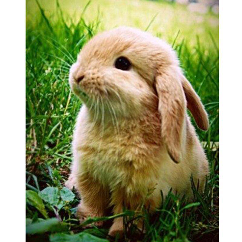 Алмазная вышивка Diy Зайченок 20х30 см