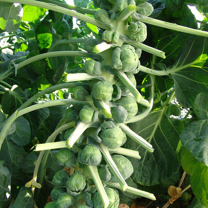 Семена капусты брюссельская Moravoseed Кассиопея 20 шт. (13821)