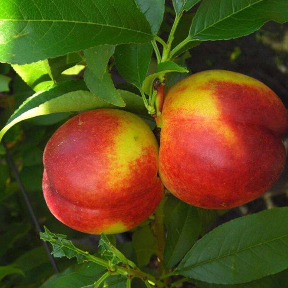 Саджанець колоновидного нектарину Містер Персі (14965269)