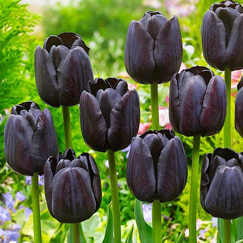 Тюльпан Florium Paul Scherer (9768)