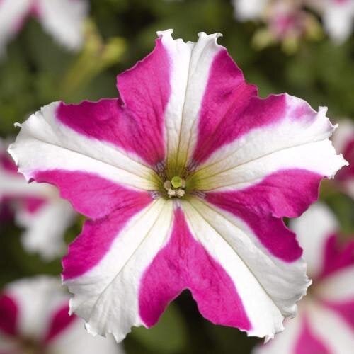 Семена цветов Петуния крупноцветковая Tritunia F1 Rose Star Syngenta 250 шт. (BN07483-2)