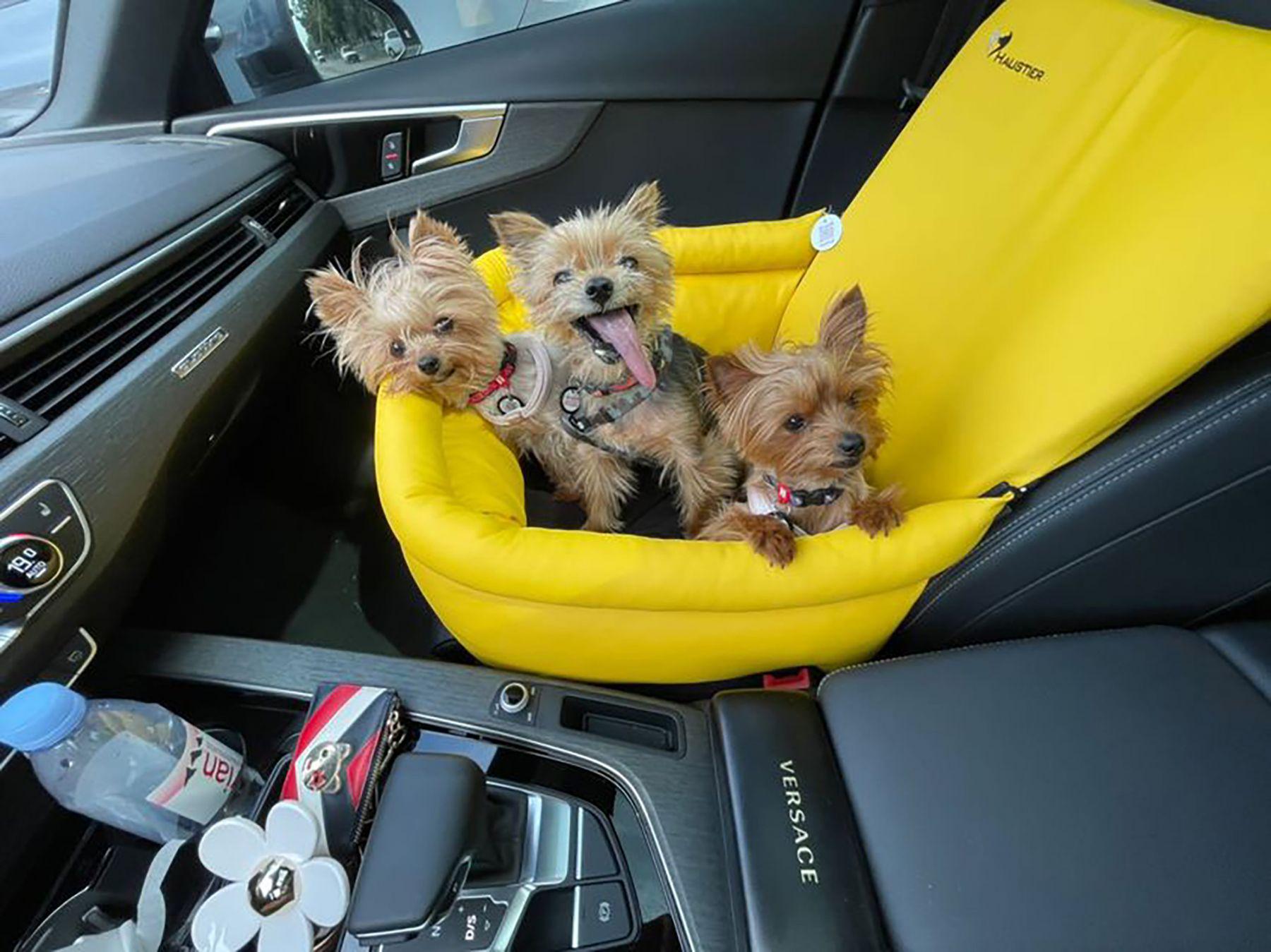 Автокрісло для Собак Haustier Sport Lemon M 45x45x24x52см (HT2-2-e04) - фото 3 Автокрісло для Собак Haustier Sport Lemon M 45x45x24x52см (HT2-2-e04) - фото 3