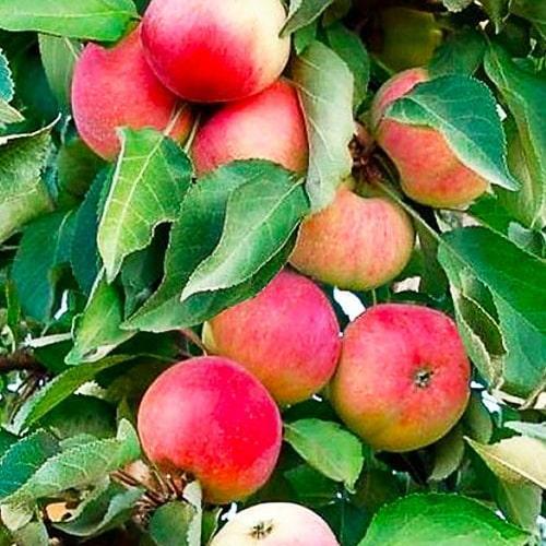 Сажанец Яблоня колоновидная Кумир осенний сорт устойчив к болезням (120435)